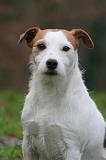 PARSON RUSSEL TERRIER 279